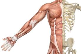 Bones & muscles